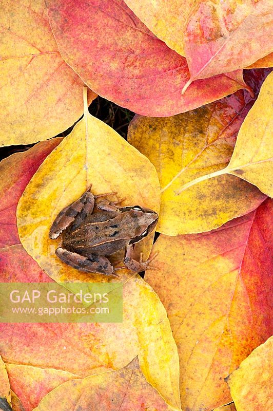 Rana temporaria - Common garden frog sitting on colourful autumn leaves. 