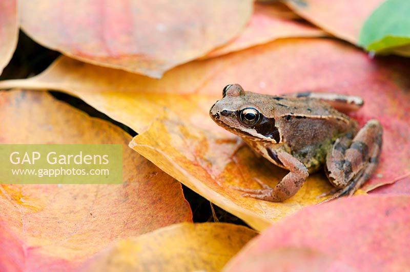 Rana temporaria - Common garden frog sitting on colourful autumn leaves.
