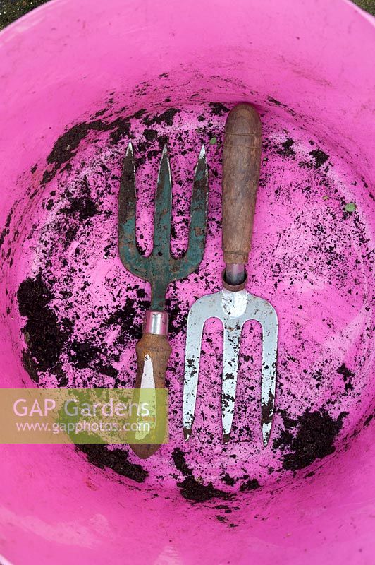 Secateurs and garden forks in bottom of pink garden trug.
