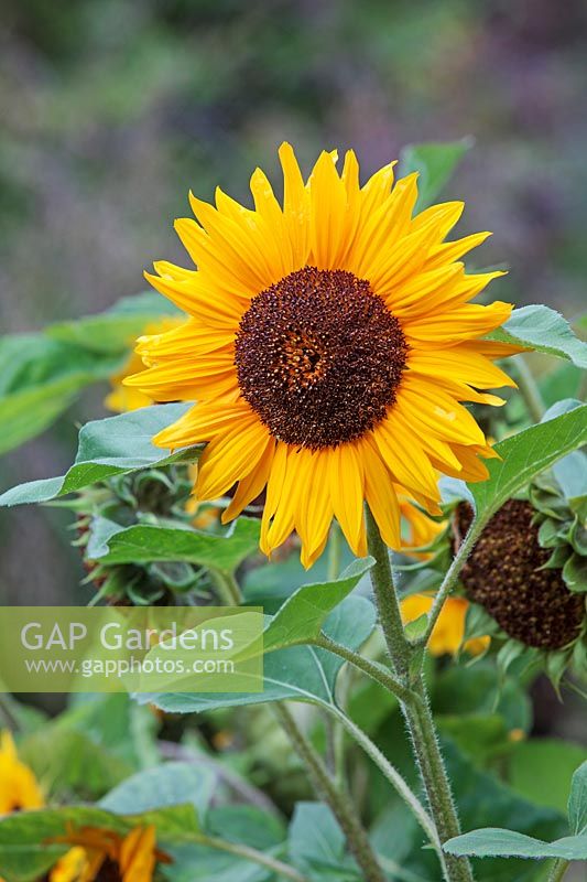 Helianthus 'Prado Gold' - Sunflower