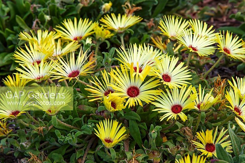 Mesembryanthemum 'Lemon Sparkles' - Livingstone daisy