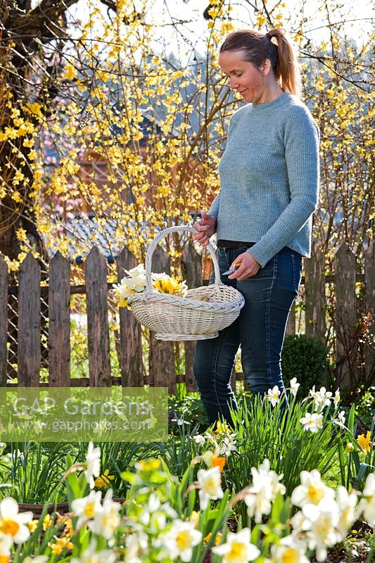 Woman with trug of cut Narcissus - daffodils. 