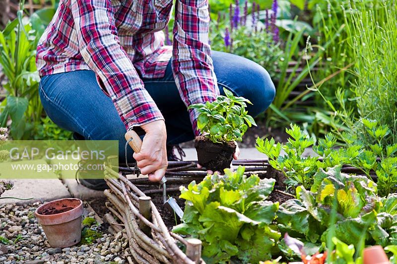 Woman planting basil plant in vegetable bed.