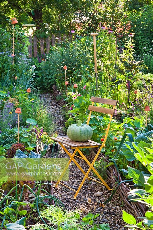 Chair with Curcurbita - Squash - in vegetable garden.