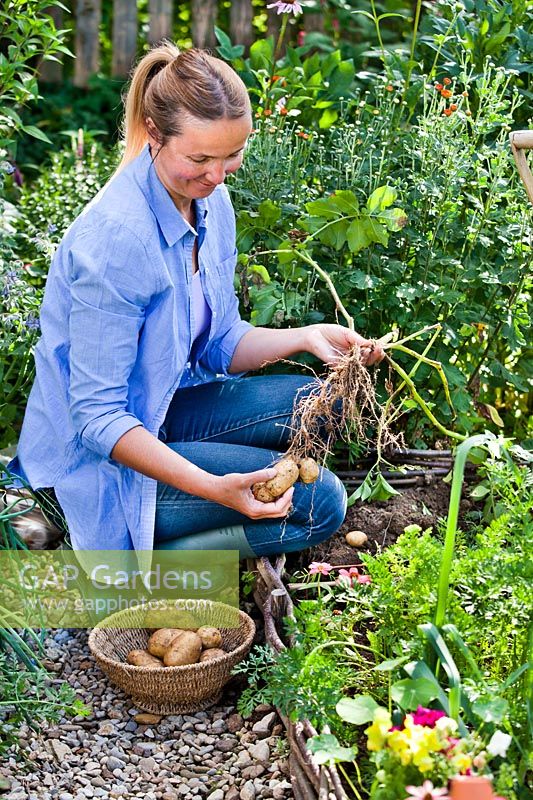 Woman digging up potatoes in vegetable bed.