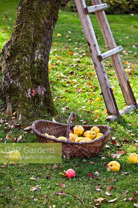 Ladder and basket in orchard with apples and Cydonia oblonga - quinces.