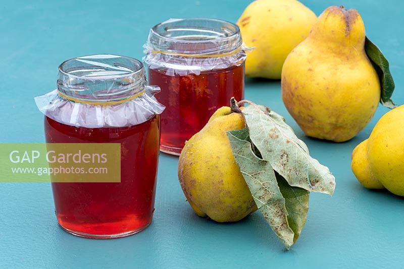 Jars of quince jelly with quinces