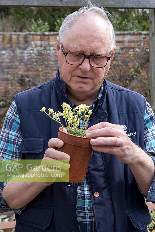 Saxifraga expert Adrian Young checking silver leaved plant