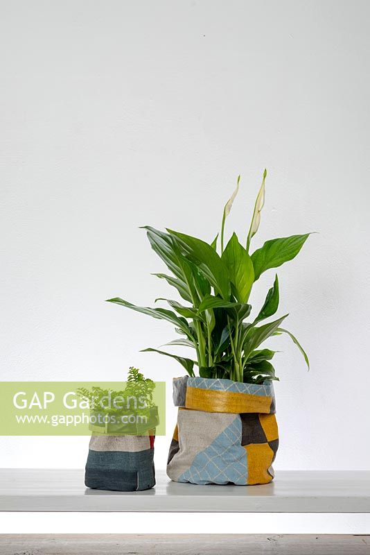 Spathiphyllum - Peace Lily and small fern with side canvas in pots.