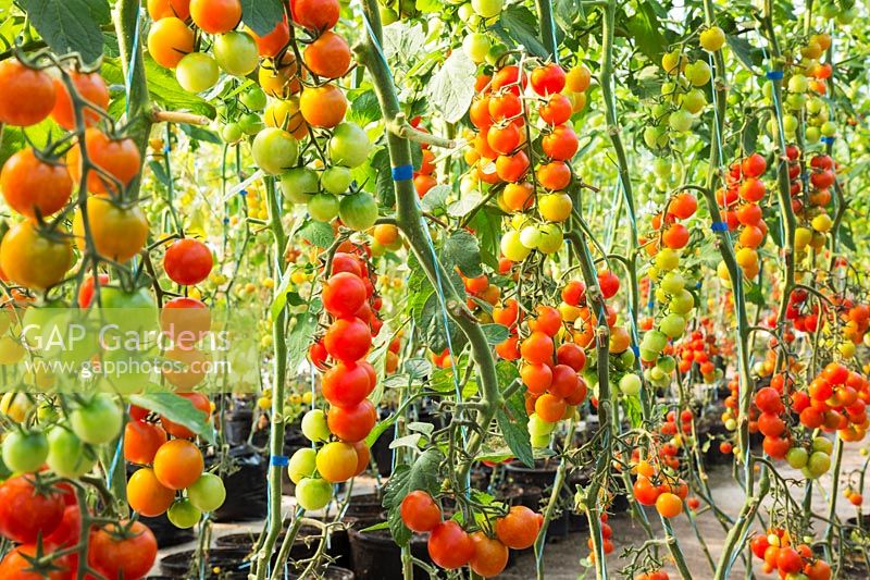 Solanum lycopersicum var. cerasiforme - organic Cherry tomatoes in greenhouse, Quebec, Canada