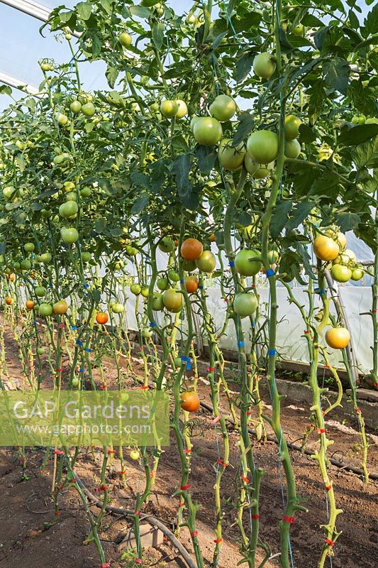 Unripe Lycopersicon esculentum - organic Tomatoes on vine in greenhouse, Quebec, Canada