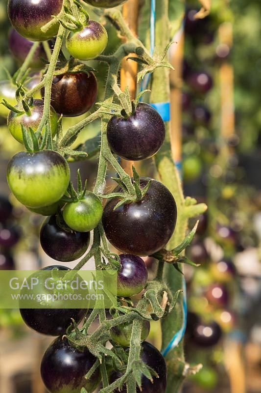 Lycopersicon esculentum - organic Purple Cherry tomatoes