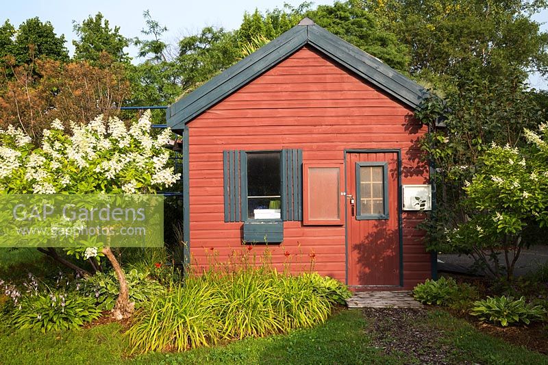 Red shed with Hydrangea paniculata, and Lilies in mulch border, Centre de la Nature, Laval, Quebec, Canada