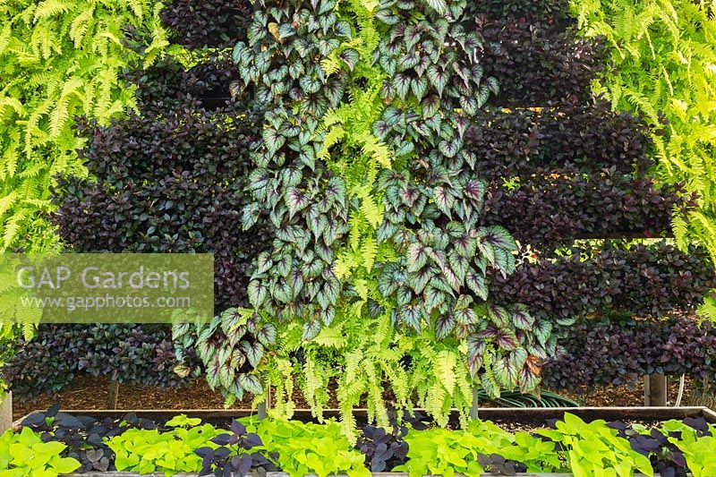 Vertical wall of Nephrolepis, Ferns, Alternanthera, Solenostemon and Ipomoea. Centre de la Nature, Laval, Quebec, Canada