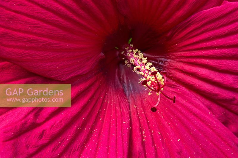 Hibiscus 'Fireball' - Rose mallow Stigmas and stamen