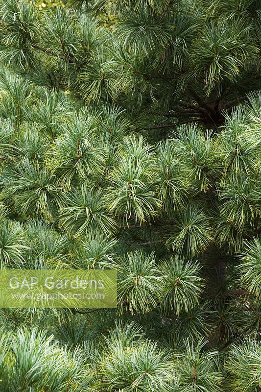 Pinus koraiensis 'Silveray' - Korean Pine tree