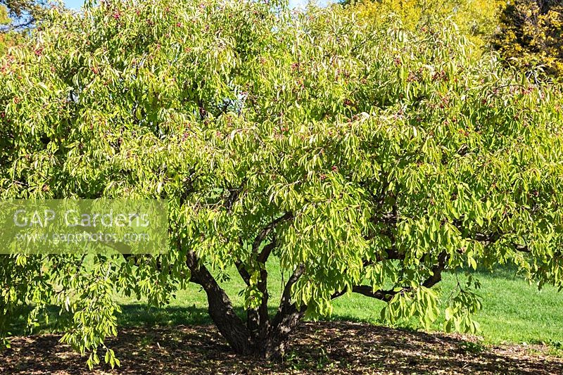 Euonymus phellomanus - Cork Spindle Tree, Montreal Botanical Garden, Quebec, Canada