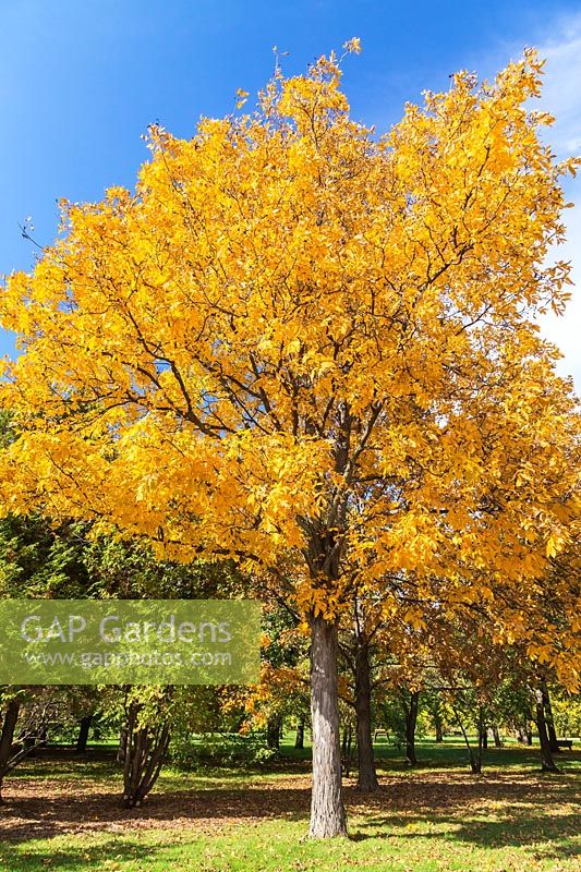 Carya ovata - Shagbark Hickory, Montreal Botanical Garden, Quebec, Canada