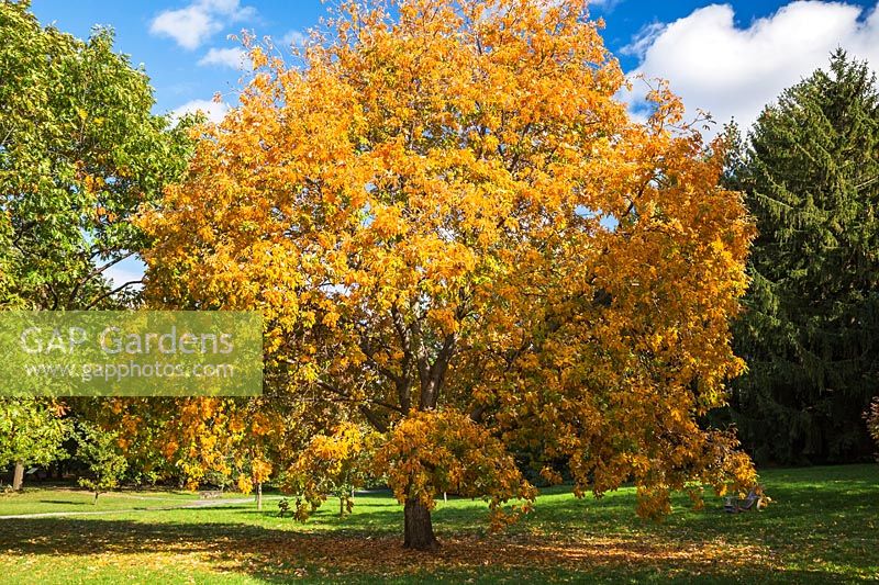 Aesculus x Hybrida - Buckeye tree, Montreal Botanical Garden, Quebec, Canada