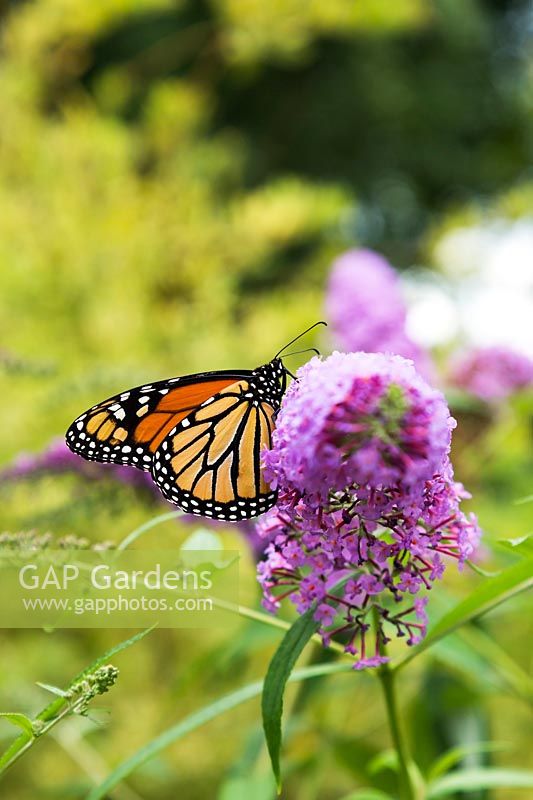 Danaus plexippus - Monarch butterfly foraging for nectar on pink Buddleja flower