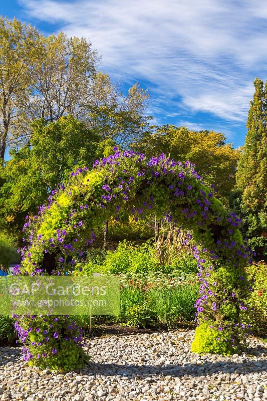Arbour covered with Petunia 'Evening Scentsation', Montreal Botanical Garden, Quebec, Canada