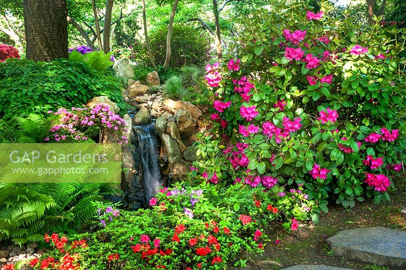 Rhododendrons and ferns with waterfall in Japanese garden, Prague Botanic Garden, Czech Republic.