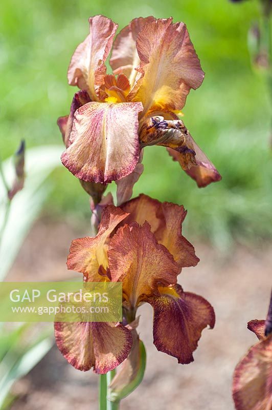 Tall Bearded Iris 'Joseph's Mantle'