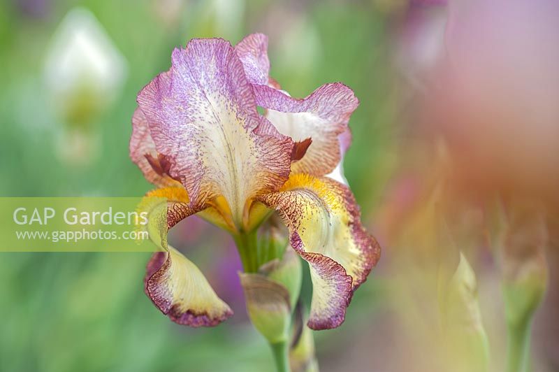Tall Bearded Iris 'Tiffany'