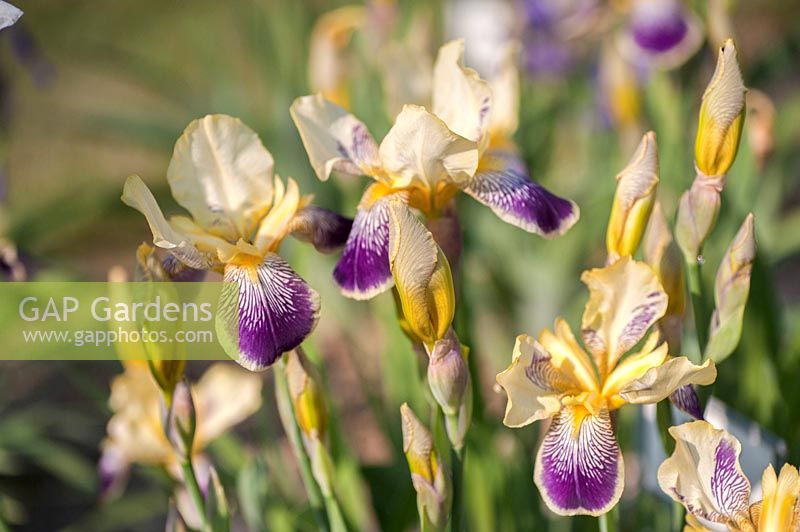 Iris germanica 'Loreley' - Intermediate Bearded Iris