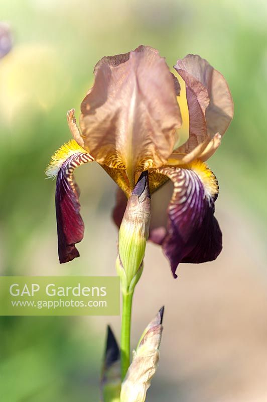 Intermediate Tall Bearded Iris germanica 'Prosper Laugier'