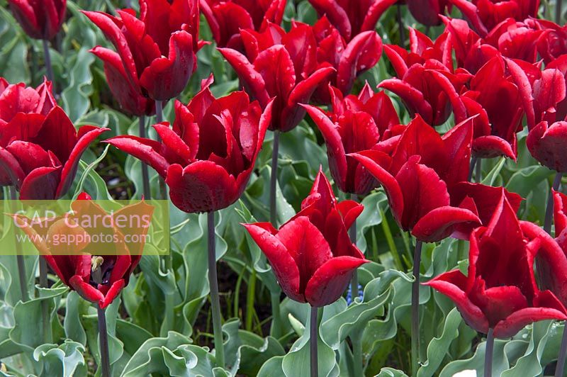 Dark red Late-Flowering Triumph Tulips 'Lasting Love' after rain