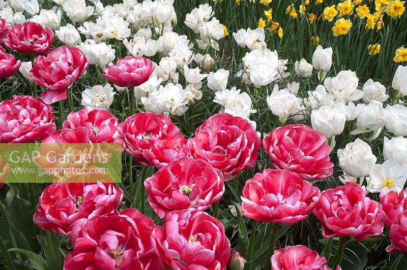 Pink double tulips 'Columbus', white double late Tulips 'Mount Tacoma' and Narcissus 'Golden Dawn'