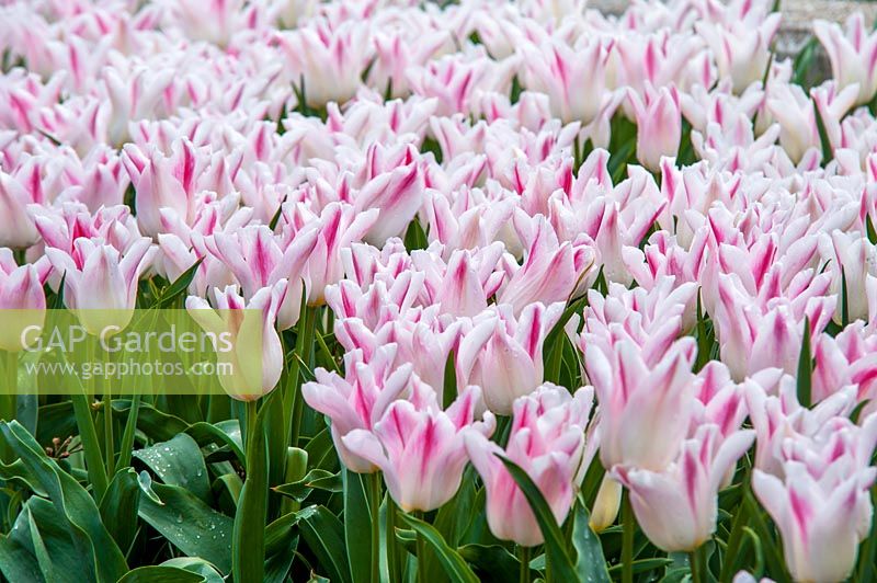 Lily Flowering Tulips 'Elegant Lady'