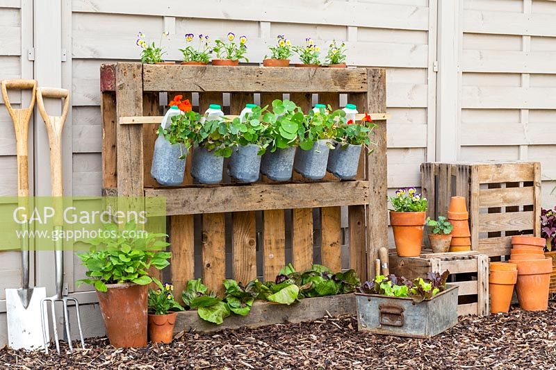 Pallet frame, with milkbottle containers of Nasturtium and other plants.