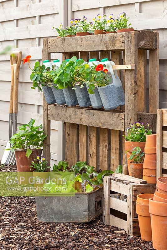 Pallet frame, with milkbottle containers of Nasturtium and other plants.