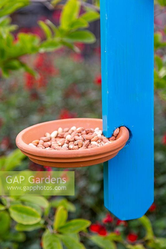 Terracotta saucer filled with nuts and seeds for birds