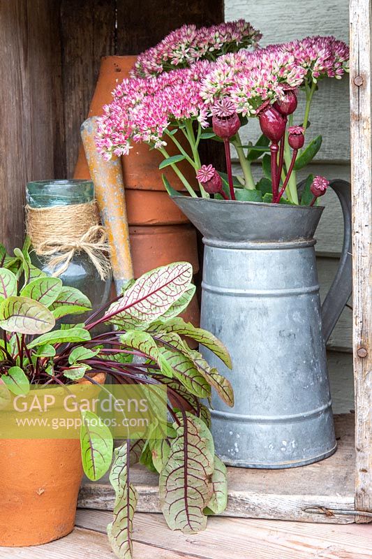 Arrangement of pots and tools near a metal jug of cut flowers Sedum and poppy
 seed heads, also pot of red-veined sorrel