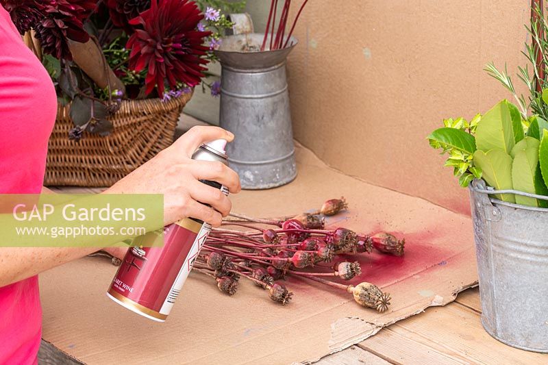 Woman spray painting dried poppy seedheads, using cardboard to capture excess spray