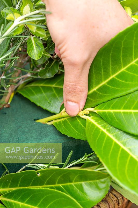 Close up showing how to insert cut foliage stems of Prunus laurocerasus - cherry
 laurel into wet floral foam 