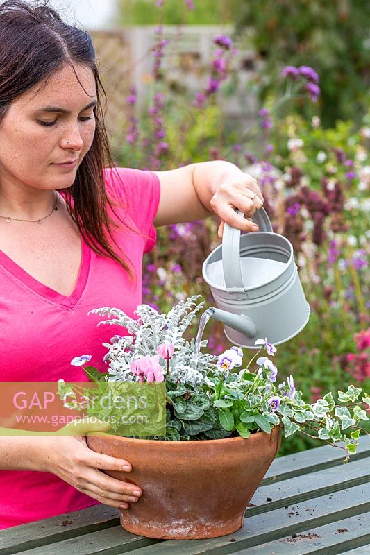 Woman using small watering can to water terracotta pot containing Cyclamen,
 Senecio maritima, Viola and Hedera helix - ivy