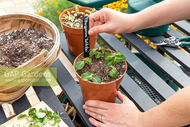Woman inserting plant label in plastic pot of  Pittosporum tenuifolium 'Gold Star' hardwood cuttings.