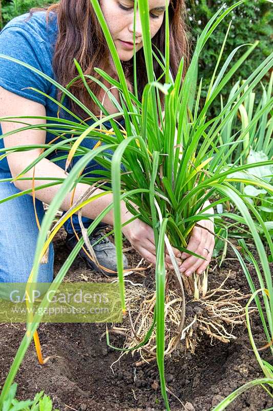 Woman replanting newly divided Hemerocallis - Daylily - plant.