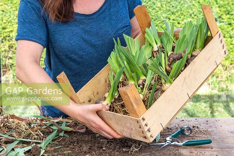 Woman holding crate of divided and trimmed Iris germanica 'Blue Rhythm' - Bearded Iris rhizomes.
