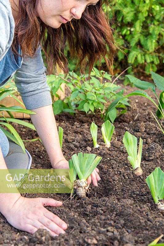Woman replanting divided and trimmed Iris germanica 'Blue Rhythm' - Bearded Iris rhizomes in flowerbed.