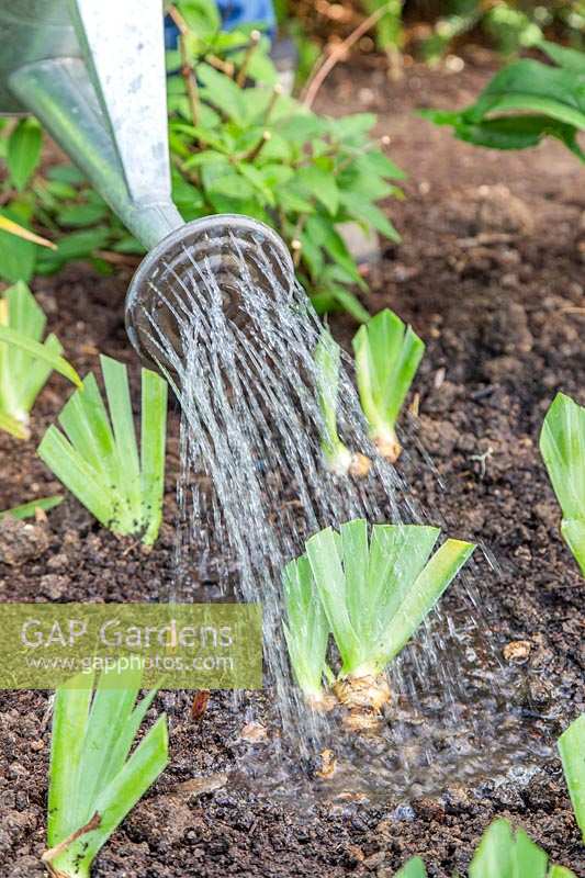 Woman watering divided and replanted Iris germanica 'Blue Rhythm' - Bearded Iris.