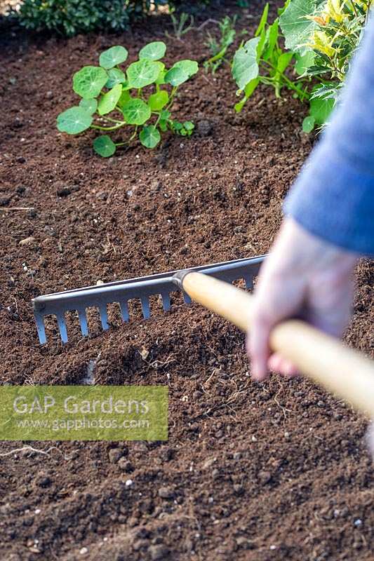 Woman using rake to prepare soil for sowing seeds.