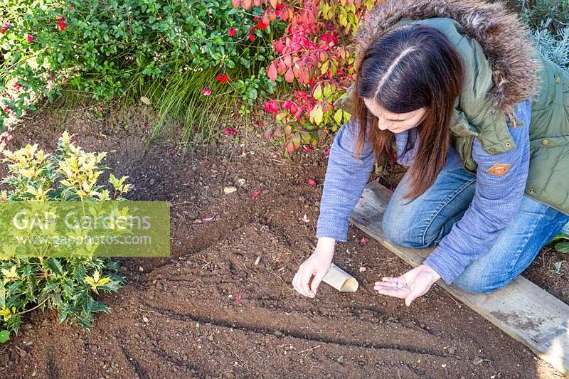 Woman direct sowing Calendula - Marigold - seeds along a drill in prepared flowerbed.