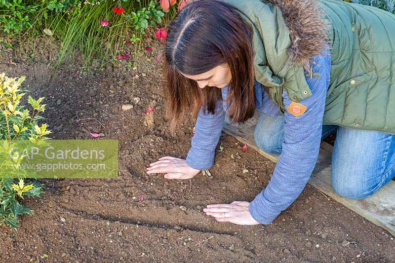 Woman carefully covering direct sown Calendula - Marigold - seeds with soil.