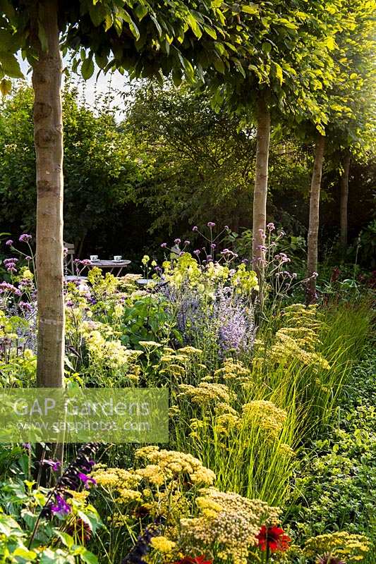 A row of pleached Hornbeams - Carpinus betulus forms underplanted with
 Alchemilla, Perovskia 'Blue spire' and Verbena bonariensis. 
Best of Both Worlds garden 
RHS Hampton Court Palace Flower Show 2018