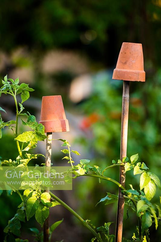 Terracotta Flowerpot as cane toppers in vegetable garden. 